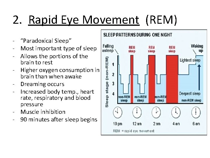 2. Rapid Eye Movement (REM) - “Paradoxical Sleep” - Most important type of sleep
