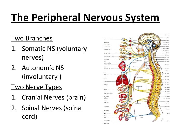 The Peripheral Nervous System Two Branches 1. Somatic NS (voluntary nerves) 2. Autonomic NS