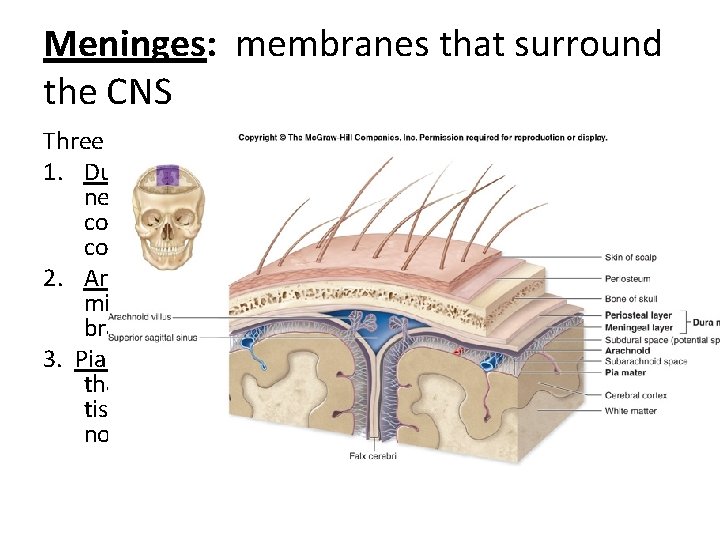 Meninges: membranes that surround the CNS Three Layers: 1. Dura Mater: outer layer next