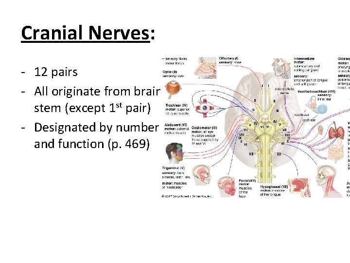 Cranial Nerves: - 12 pairs - All originate from brain stem (except 1 st