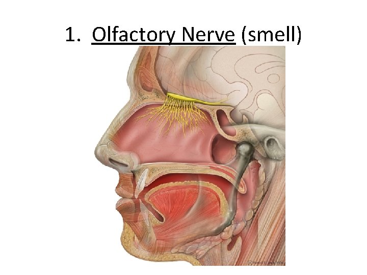 1. Olfactory Nerve (smell) 
