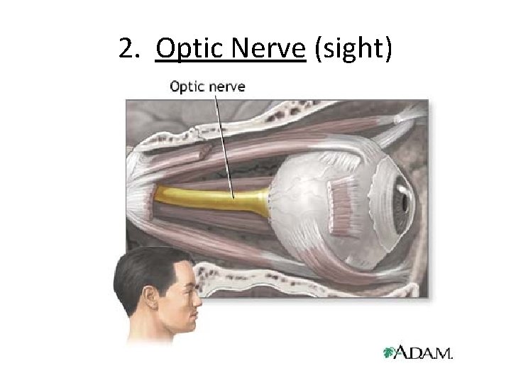 2. Optic Nerve (sight) 