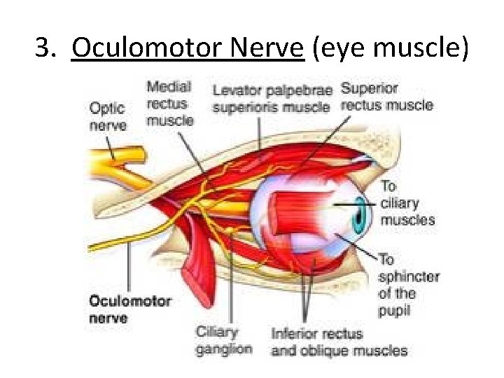 3. Oculomotor Nerve (eye muscle) 