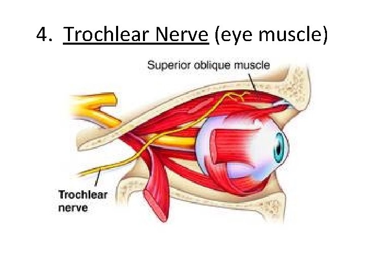 4. Trochlear Nerve (eye muscle) 