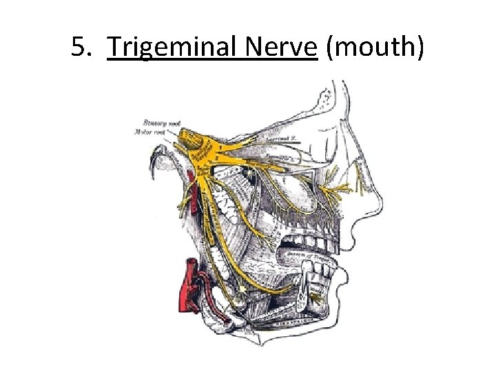 5. Trigeminal Nerve (mouth) 