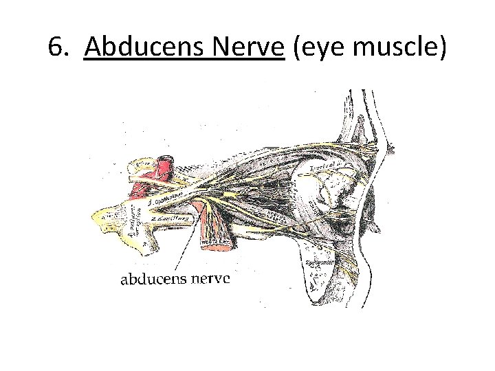 6. Abducens Nerve (eye muscle) 