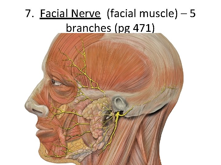 7. Facial Nerve (facial muscle) – 5 branches (pg 471) 