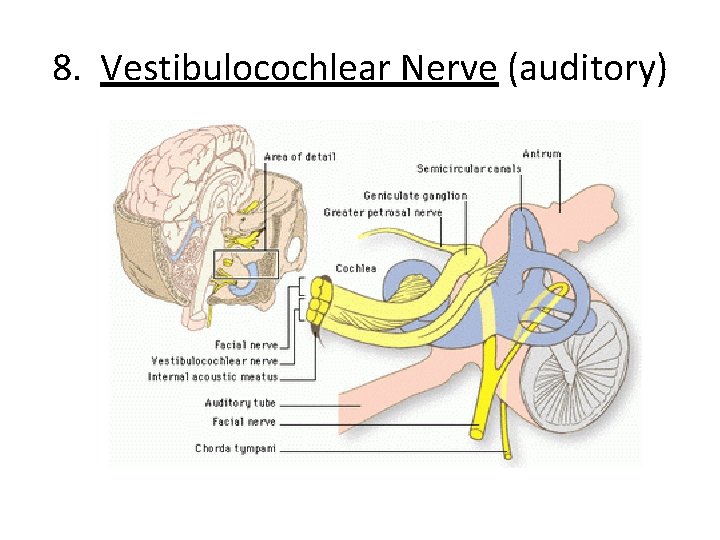 8. Vestibulocochlear Nerve (auditory) 