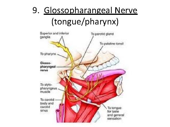 9. Glossopharangeal Nerve (tongue/pharynx) 
