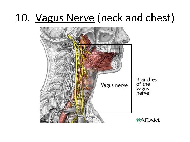 10. Vagus Nerve (neck and chest) 