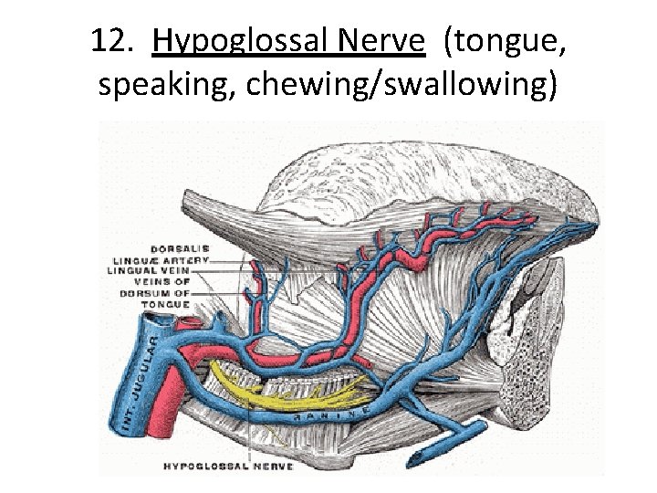 12. Hypoglossal Nerve (tongue, speaking, chewing/swallowing) 
