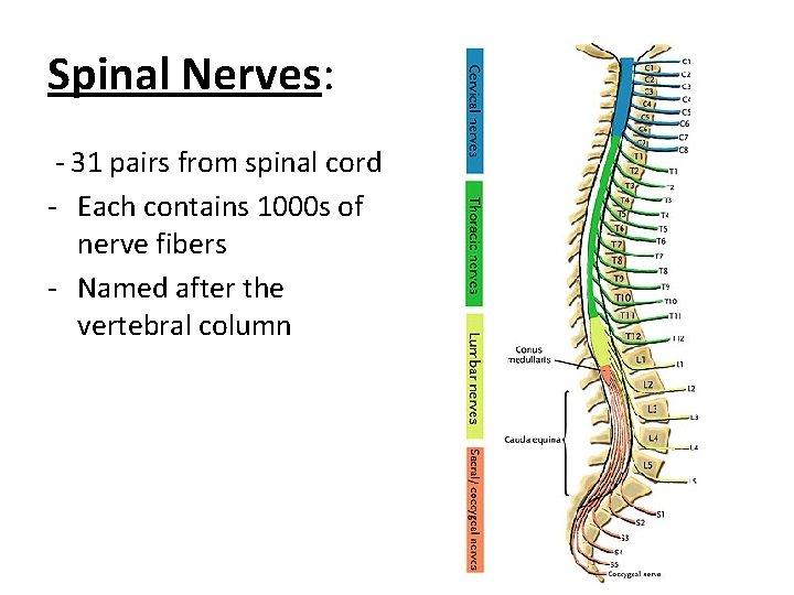 Spinal Nerves: - 31 pairs from spinal cord - Each contains 1000 s of