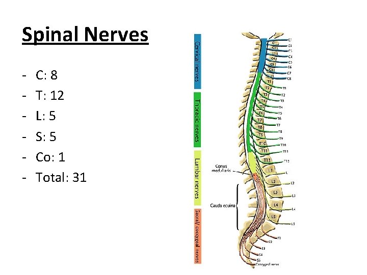 Spinal Nerves - C: 8 T: 12 L: 5 S: 5 Co: 1 Total: