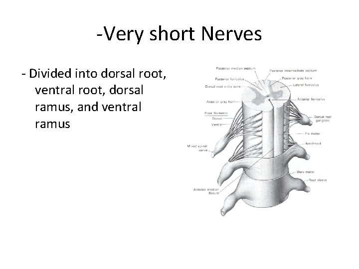 -Very short Nerves - Divided into dorsal root, ventral root, dorsal ramus, and ventral