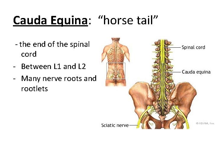 Cauda Equina: “horse tail” - the end of the spinal cord - Between L