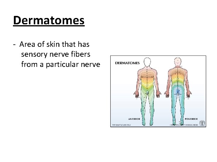 Dermatomes - Area of skin that has sensory nerve fibers from a particular nerve