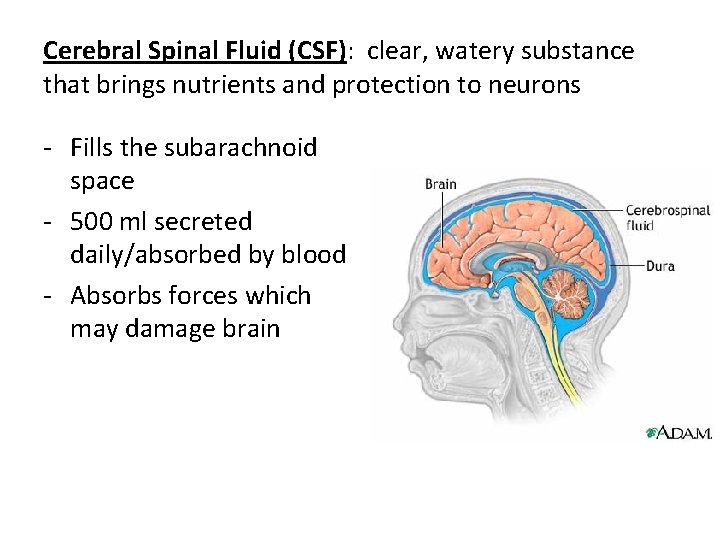 Cerebral Spinal Fluid (CSF): clear, watery substance that brings nutrients and protection to neurons