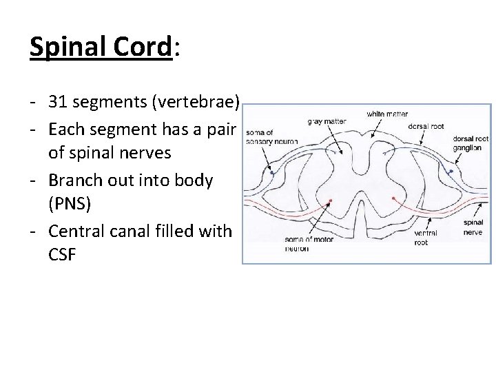 Spinal Cord: - 31 segments (vertebrae) - Each segment has a pair of spinal