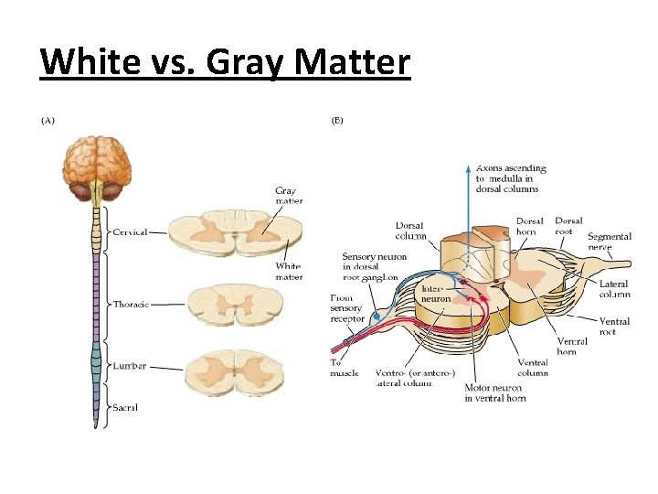 White vs. Gray Matter White Matter: neuron tissue with myelinated axons Gray Matter: neuron