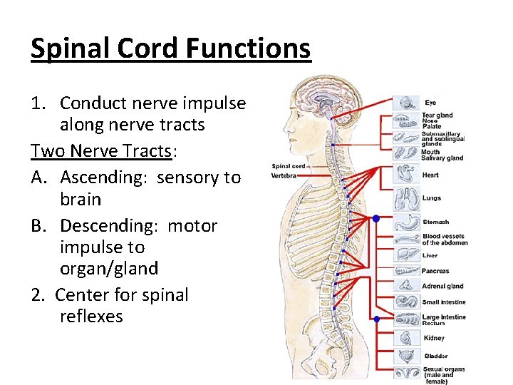 Spinal Cord Functions 1. Conduct nerve impulse along nerve tracts Two Nerve Tracts: A.