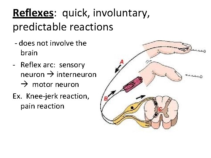 Reflexes: quick, involuntary, predictable reactions - does not involve the brain - Reflex arc: