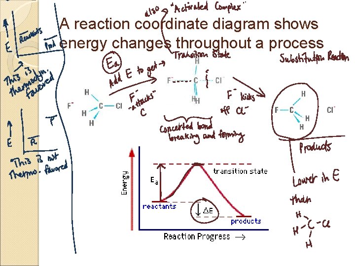 A reaction coordinate diagram shows energy changes throughout a process 