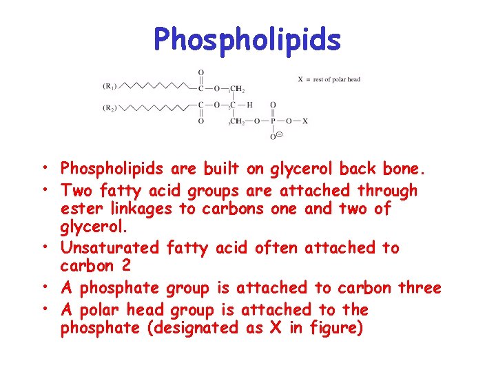 Phospholipids • Phospholipids are built on glycerol back bone. • Two fatty acid groups