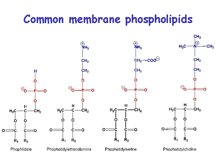 Common membrane phospholipids 