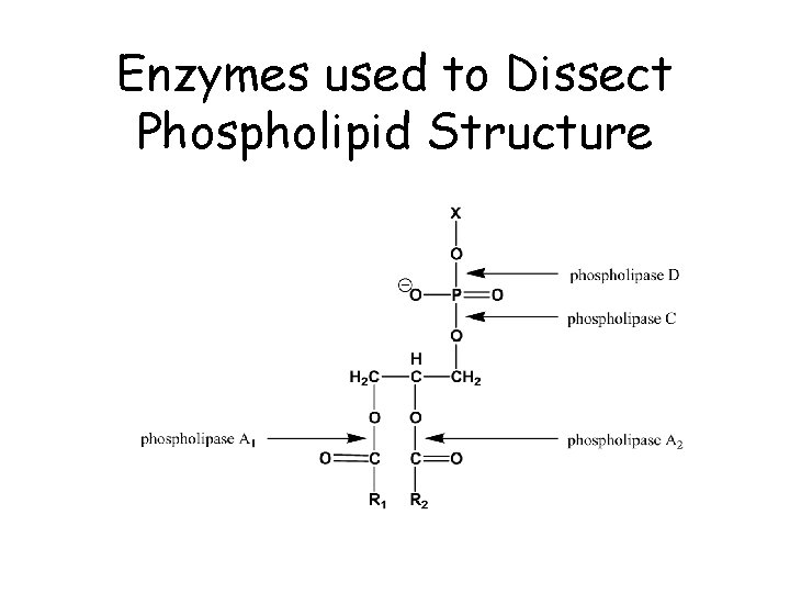 Enzymes used to Dissect Phospholipid Structure 
