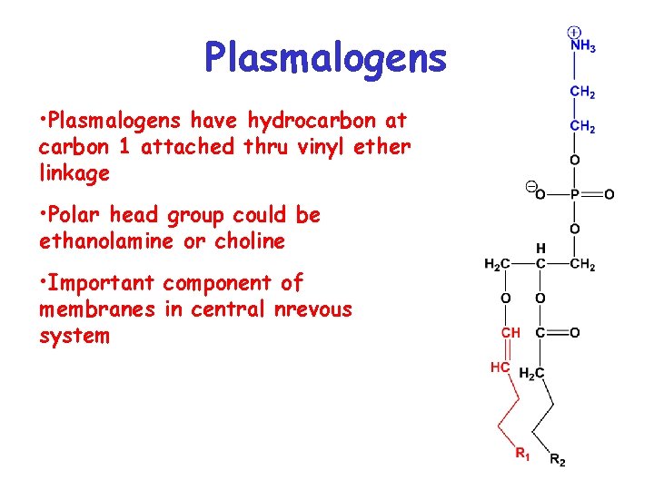 Plasmalogens • Plasmalogens have hydrocarbon at carbon 1 attached thru vinyl ether linkage •