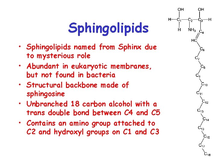 Sphingolipids • Sphingolipids named from Sphinx due to mysterious role • Abundant in eukaryotic