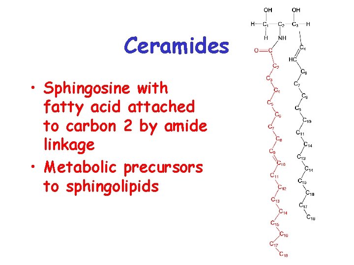 Ceramides • Sphingosine with fatty acid attached to carbon 2 by amide linkage •