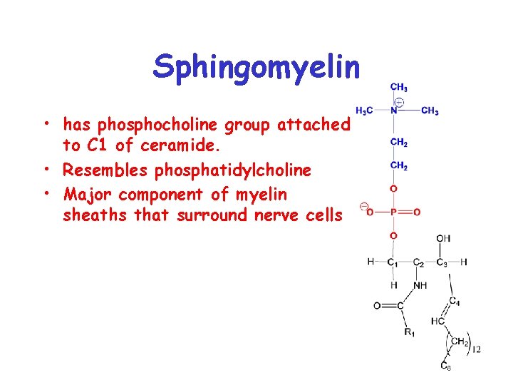 Sphingomyelin • has phosphocholine group attached to C 1 of ceramide. • Resembles phosphatidylcholine