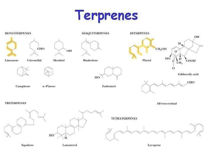 Terprenes 