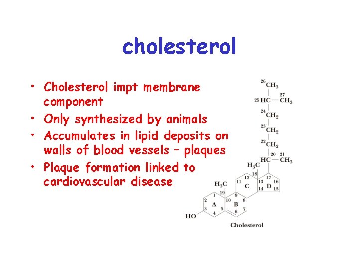 cholesterol • Cholesterol impt membrane component • Only synthesized by animals • Accumulates in