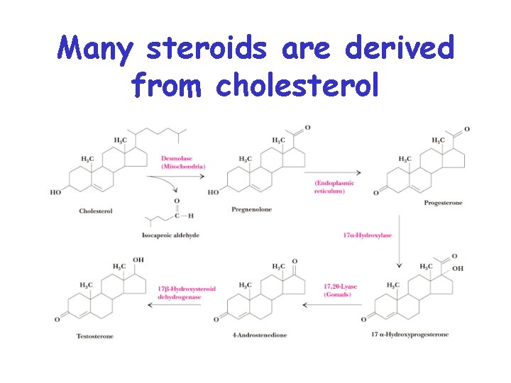 Many steroids are derived from cholesterol 