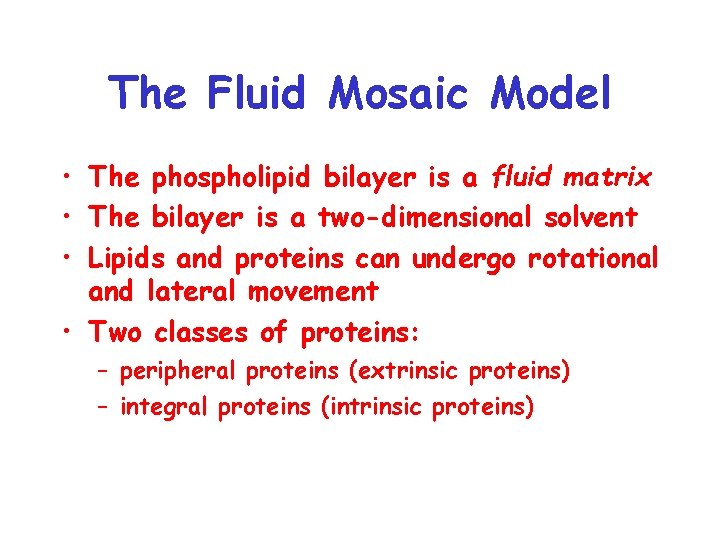 The Fluid Mosaic Model • The phospholipid bilayer is a fluid matrix • The