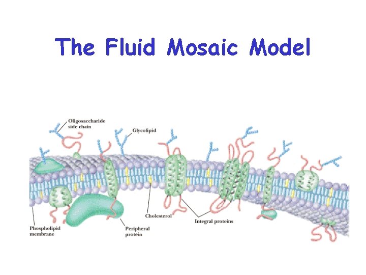 The Fluid Mosaic Model 