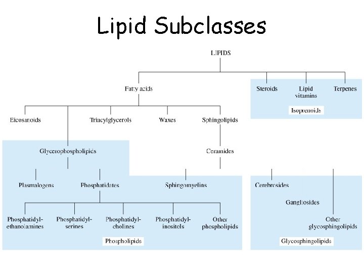 Lipid Subclasses 