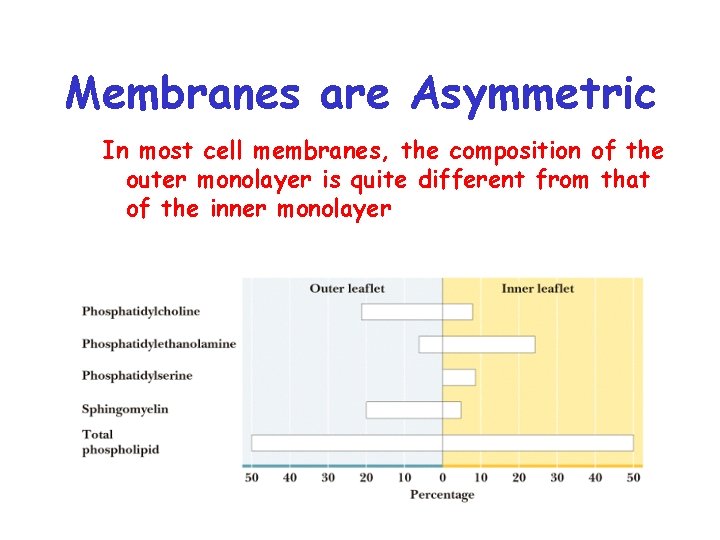 Membranes are Asymmetric In most cell membranes, the composition of the outer monolayer is