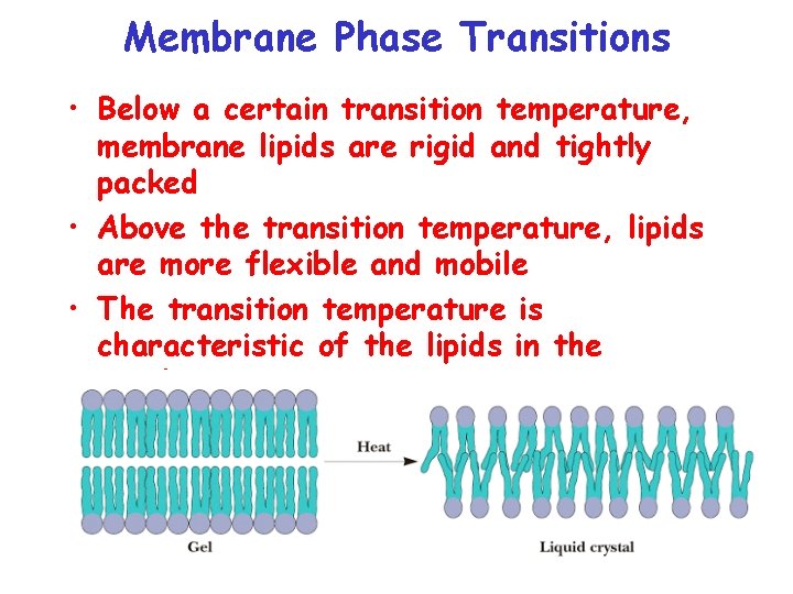 Membrane Phase Transitions • Below a certain transition temperature, membrane lipids are rigid and
