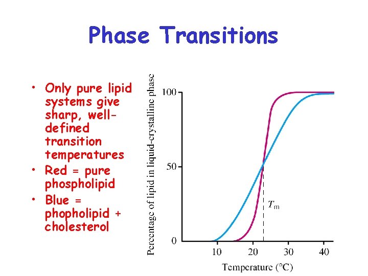 Phase Transitions • Only pure lipid systems give sharp, welldefined transition temperatures • Red