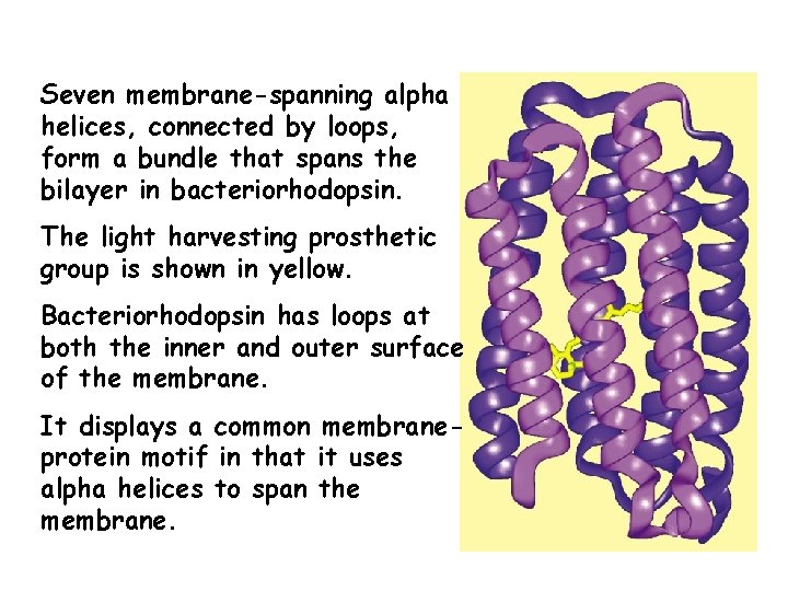 Seven membrane-spanning alpha helices, connected by loops, form a bundle that spans the bilayer