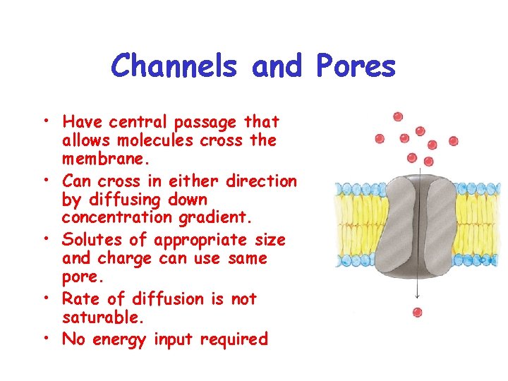 Channels and Pores • Have central passage that allows molecules cross the membrane. •