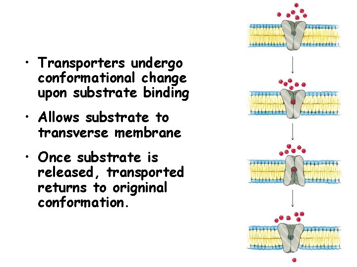  • Transporters undergo conformational change upon substrate binding • Allows substrate to transverse