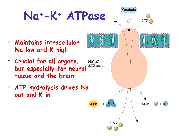Na+-K+ ATPase • Maintains intracellular Na low and K high • Crucial for all