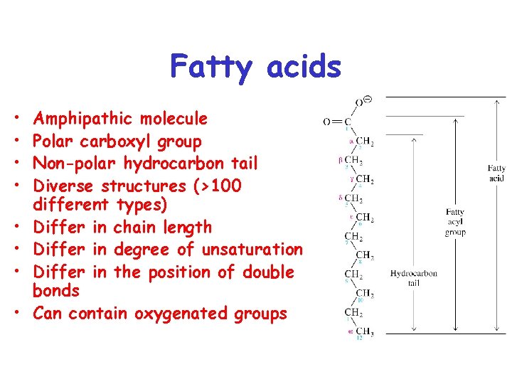 Fatty acids • • Amphipathic molecule Polar carboxyl group Non-polar hydrocarbon tail Diverse structures