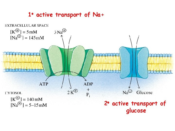 1 o active transport of Na+ 2 o active transport of glucose 