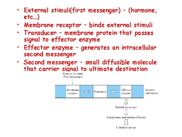  • External stimuli(first messenger) – (hormone, etc…) • Membrane receptor – binds external