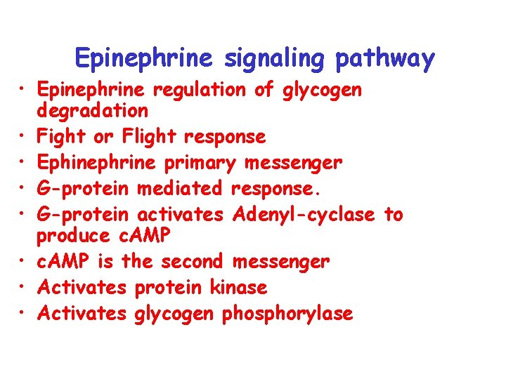 Epinephrine signaling pathway • Epinephrine regulation of glycogen degradation • Fight or Flight response